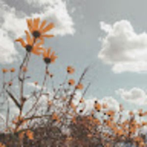 Meet your Posher, Petra